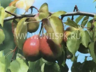 Сорт груши Долгожданная (Элегия)
