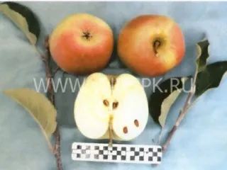 Сорт яблони Корей