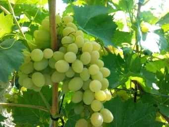 Сорт винограда Плевен 0