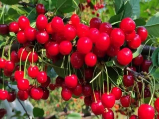 Сорт вишни Прощальная