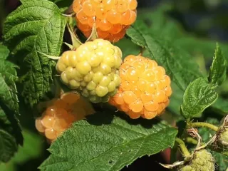Сорт малины Абрикосовая