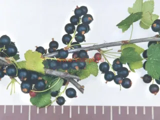 Сорт смородины черной Воронинская