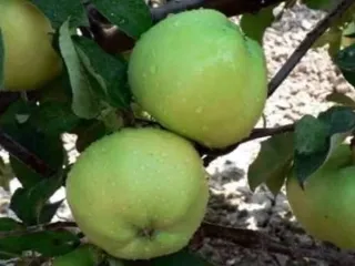 Сорт яблони Крымское