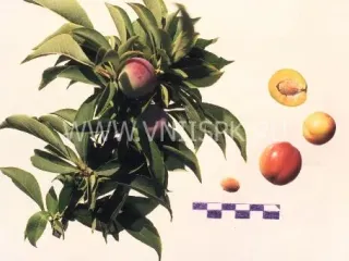 Сорт сливы китайской Бурятская Юбилейная