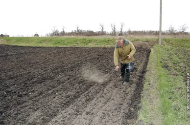 Посеяли фацелию