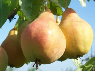 Сорт груши Краснощёкая Из Самары