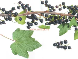 Сорт смородины черной Кипиана