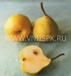 Сорт груши Фавр (Мадам Фавр) 0