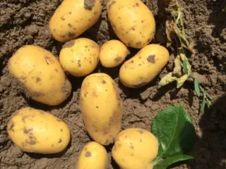 Сорт картофеля Вега