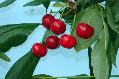 Сорт вишни Кормилица (дюк) 0
