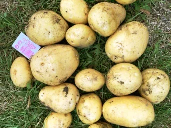 Сорт картофеля Нандина 1