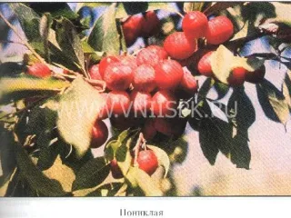 Сорт сливы китайской Пониклая