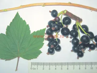 Сорт смородины черной Багира