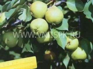 Сорт груши Тихоновка