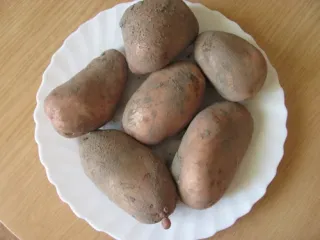 Сорт картофеля Славянка