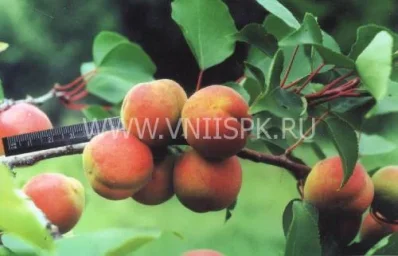 Сорт абрикоса Ульянихинский 0