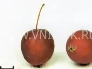 Сорт яблони Долго