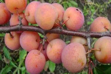 Сорт сливы китайской Дака 0