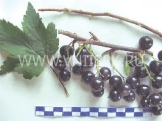 Сорт смородины черной Суйга