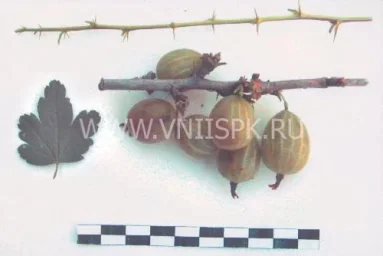 Сорт крыжовника Муромец 0
