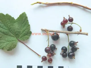 Сорт смородины черной Хара Кыталык