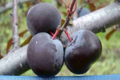 Сорт сливы китайской Цыганочка 0