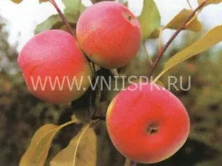 Сорт яблони Карповское