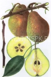 Сорт груши Лесная Красавица (Александрина, Мари-Луиз) 0