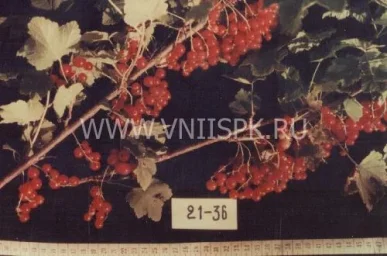 Сорт смородины красной Уральские Зори 0
