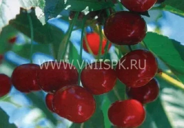 Сорт вишни Живица 0