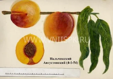 Сорт персика Нальчикский Августовский 0
