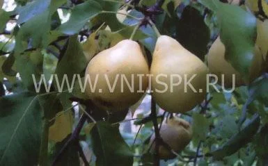Сорт груши Лада Амурская (Лада, Дедова) 0
