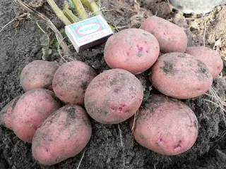 Сорт картофеля Журавинка