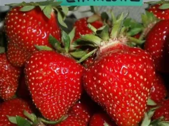 Сорт клубники Шарлотта 1