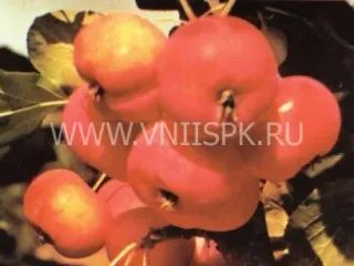 Сорт яблони Малинка