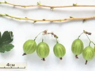 Сорт крыжовника Любимец