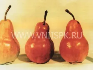 Сорт груши Памятная (Груша)