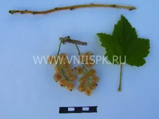 Сорт смородины красной Белая Фея (Алмазная)