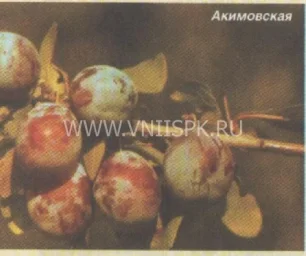 Сорт сливы домашней Акимовская 0