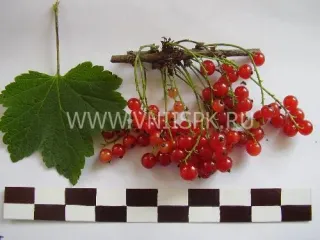 Сорт смородины красной Татьяна (Смородина Черная)