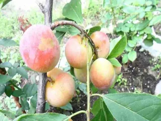 Сорт сливы китайской Егоровна
