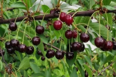 Сорт вишни Подарок Учителям 0