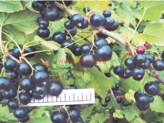 Сорт смородины черной Литвиновская