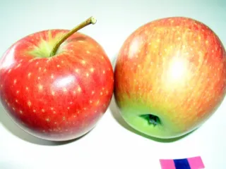 Сорт яблони Престиж