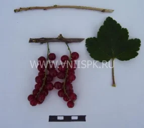 Сорт смородины красной Йонкер Ван Тетс (Jonkheer Van Tets, Джонхир Ван Тетс) 0