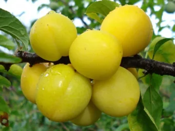 Сорт алычи Царская 0