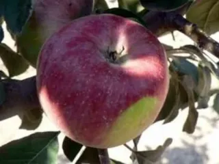 Сорт яблони Салгирское