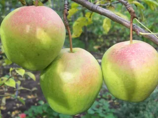 Сорт груши Самарская Жемчужина