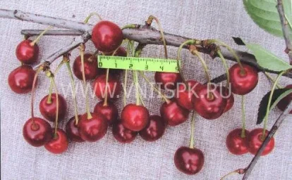 Сорт вишни Жердевская Красавица 0