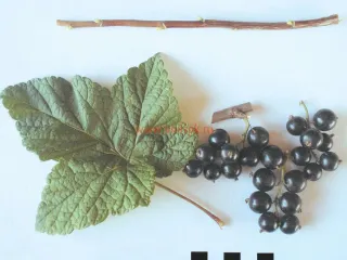 Сорт смородины черной Рахиль